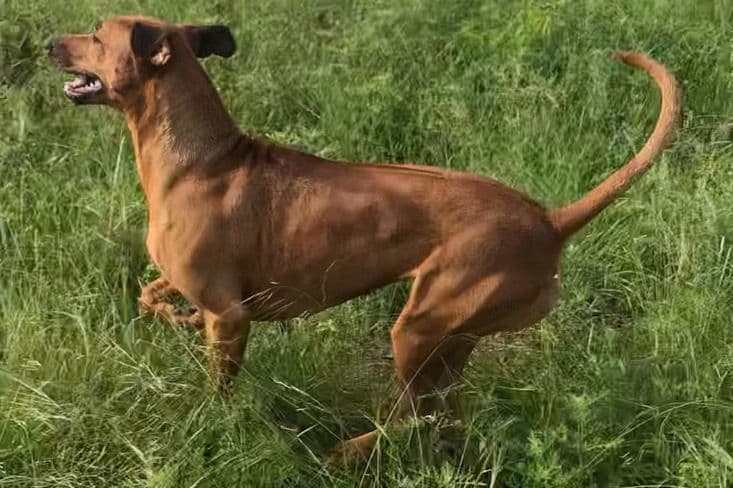 Rhodesian Ridgeback Puppies breeder image 17