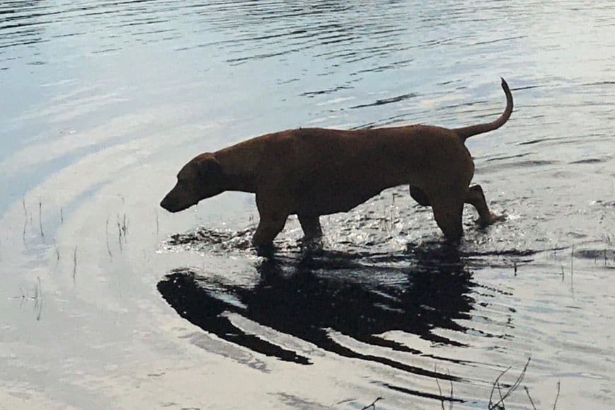 Rhodesian Ridgeback Puppies breeder image 18