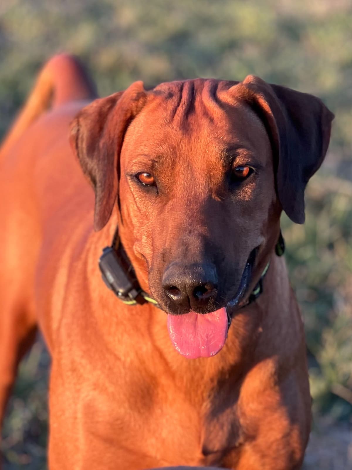 Rhodesian Ridgeback Puppies breeder image 19