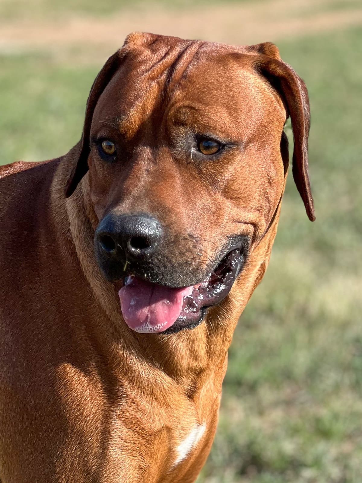 Rhodesian Ridgeback Puppies breeder image 20