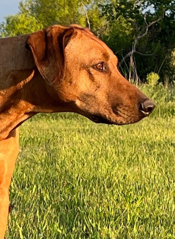 Rhodesian Ridgeback Puppies breeder image 21
