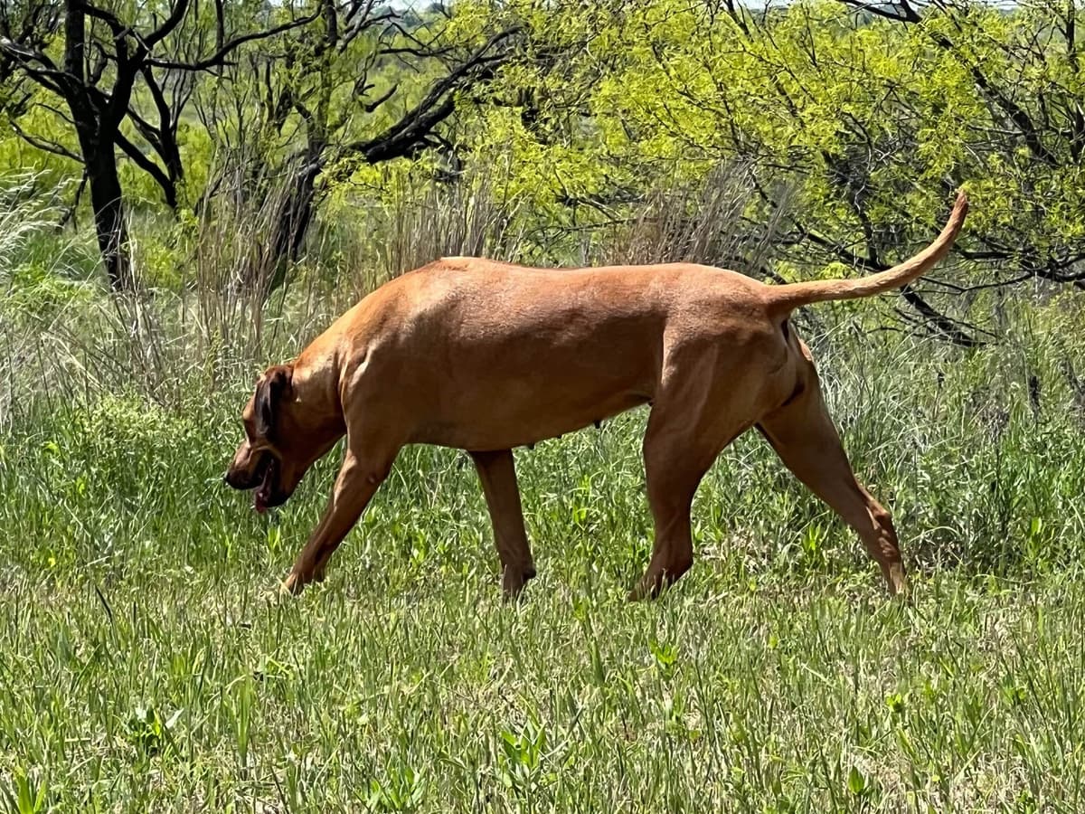 Rhodesian Ridgeback Puppies breeder image 23