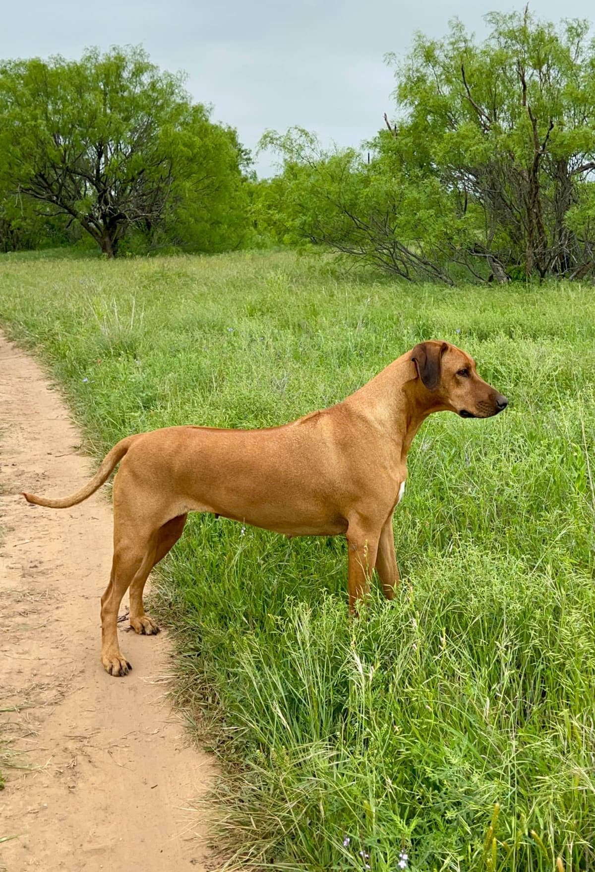Rhodesian Ridgeback Puppies breeder image 24