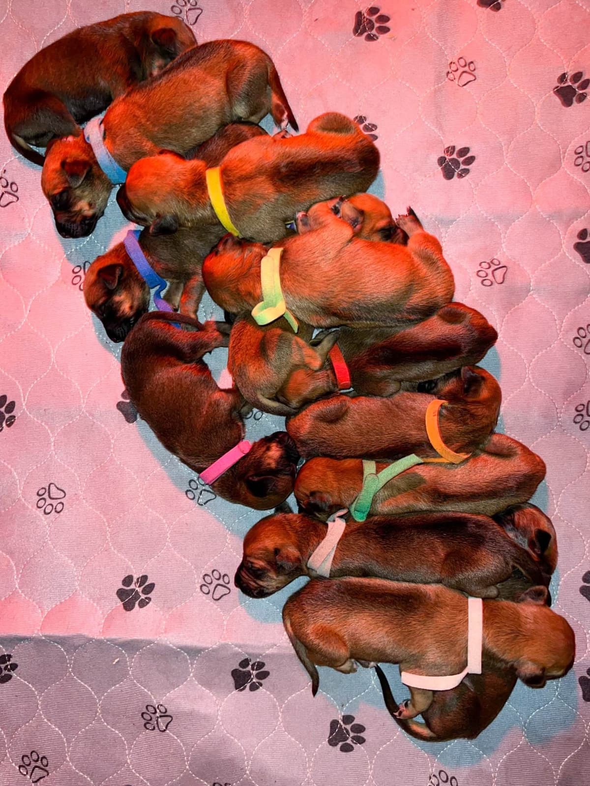 Rhodesian Ridgeback Puppies breeder image 25