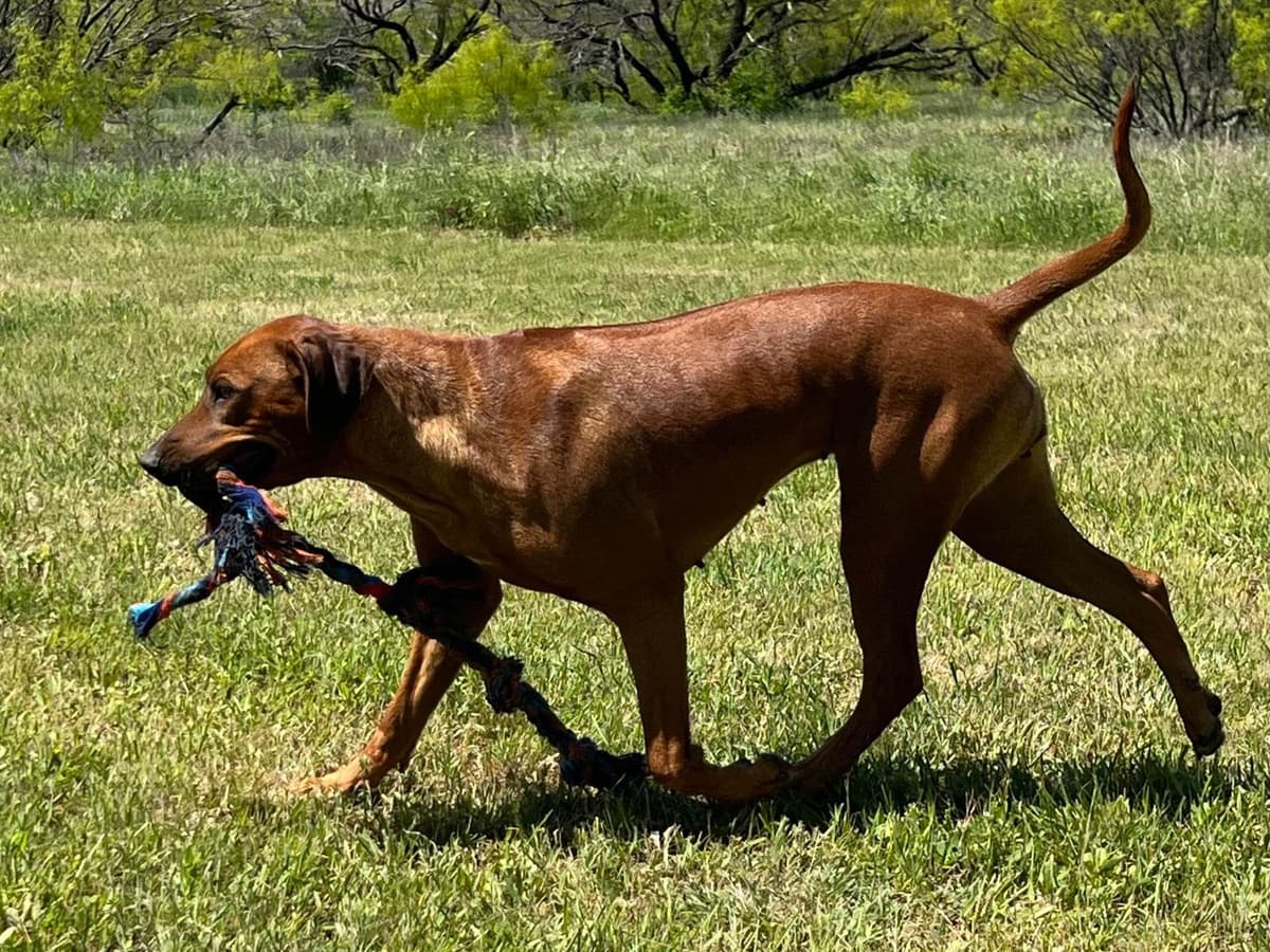 Rhodesian Ridgeback Puppies breeder image 26