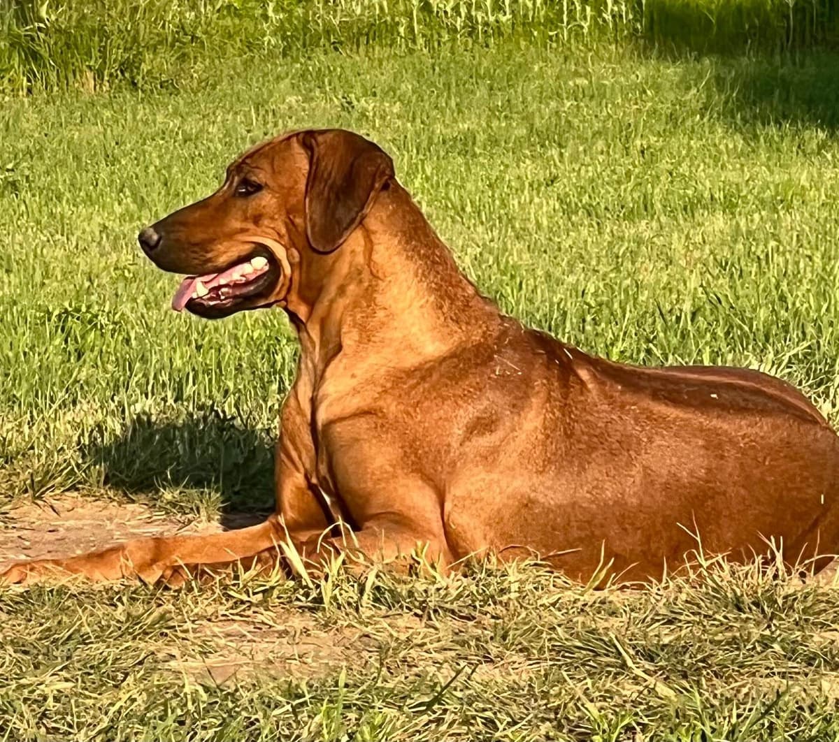 Rhodesian Ridgeback Puppies breeder image 27