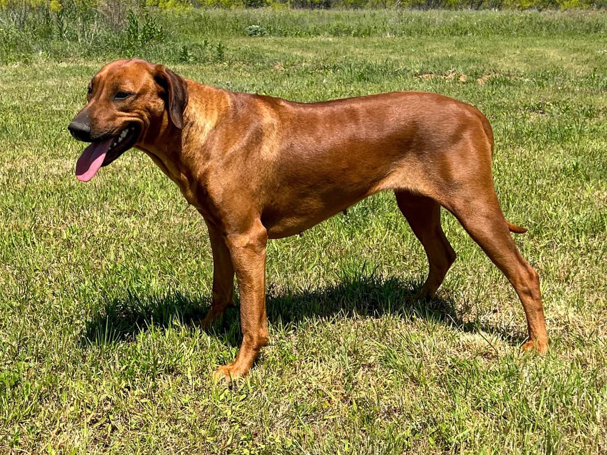 Rhodesian Ridgeback Puppies breeder image 28