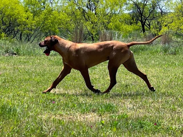 Rhodesian Ridgeback Puppies media 3