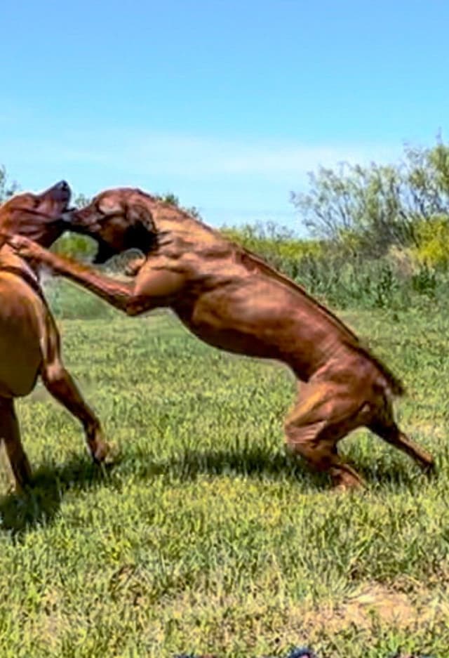 Rhodesian Ridgeback Puppies media 4