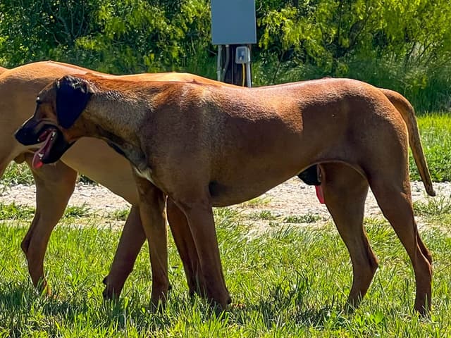 Rhodesian Ridgeback Puppies media 5
