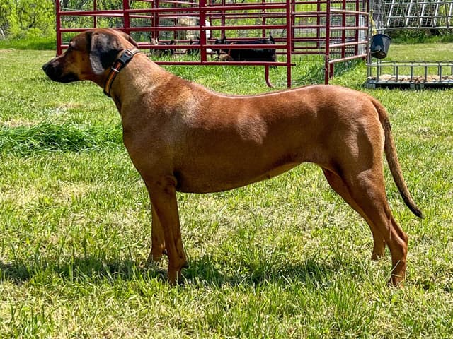 Rhodesian Ridgeback Puppies media 6