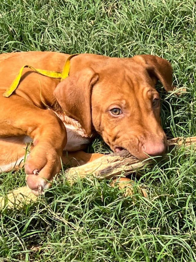 EROS/LETO PUPPIES! media 9