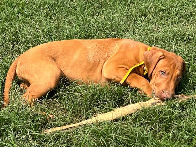 EROS/LETO PUPPIES! media 10