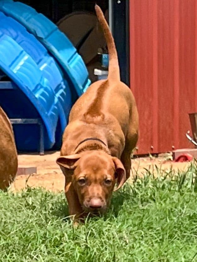 Rhodesian Ridgeback Puppies media 7