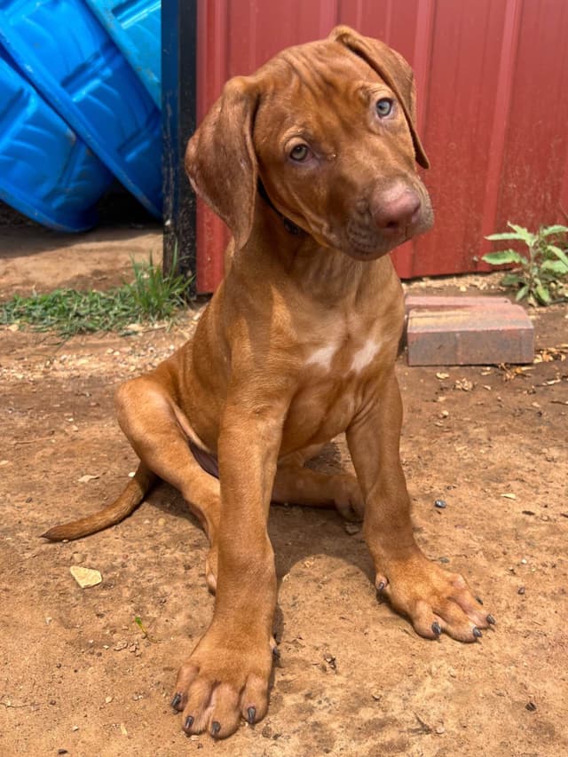Rhodesian Ridgeback Puppies media 8