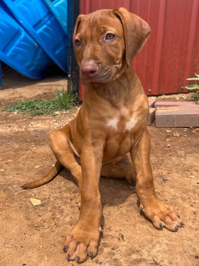 Rhodesian Ridgeback Puppies media 9