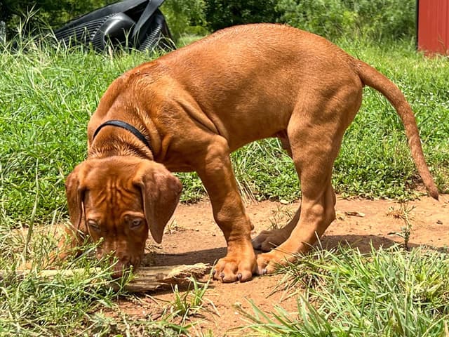 Rhodesian Ridgeback Puppies media 11