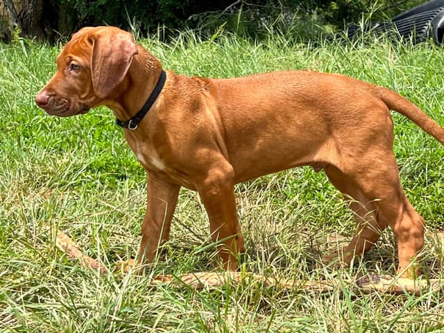 Rhodesian Ridgeback Puppies media 12