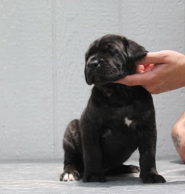 Cane Corso Puppies media 4