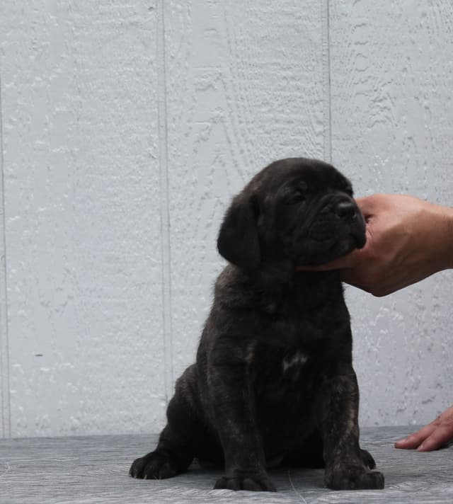 Cane Corso Puppies media 7