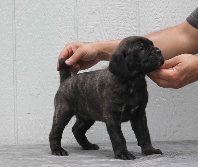 Cane Corso Puppies media 8