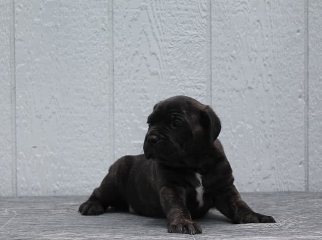 Cane Corso Puppies media 11