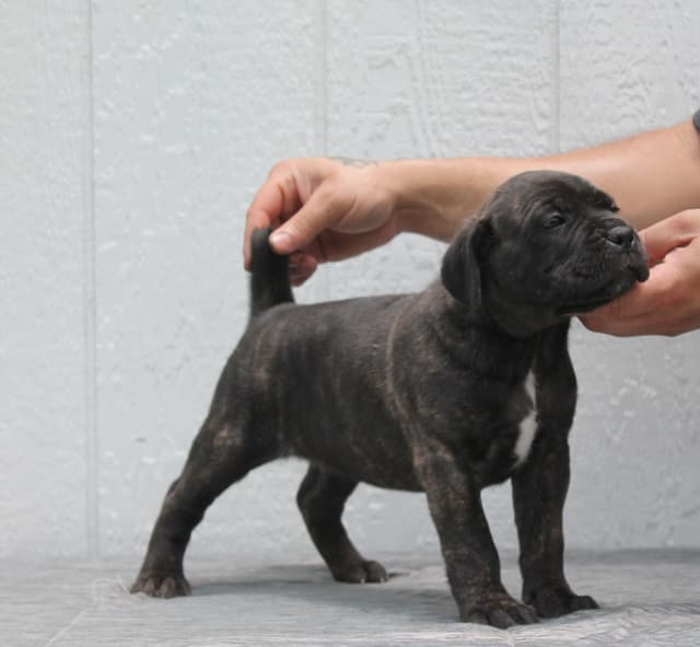 Cane Corso Puppies media 12