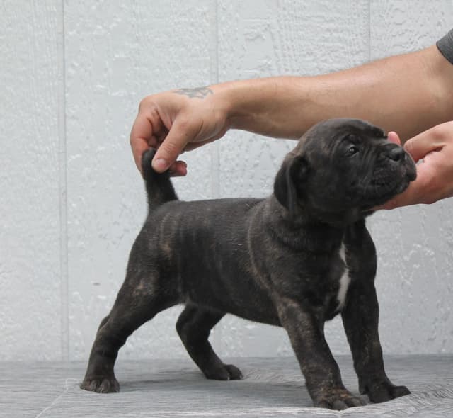 Cane Corso Puppies media 13