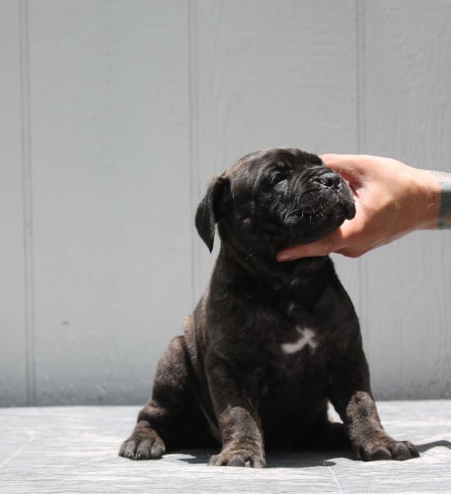 Cane Corso Puppies media 14
