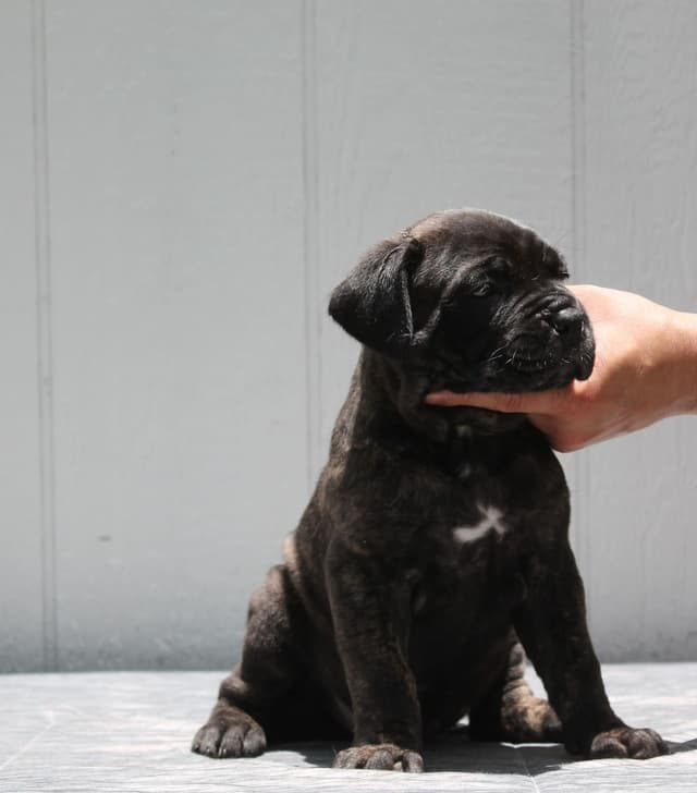 Cane Corso Puppies media 15