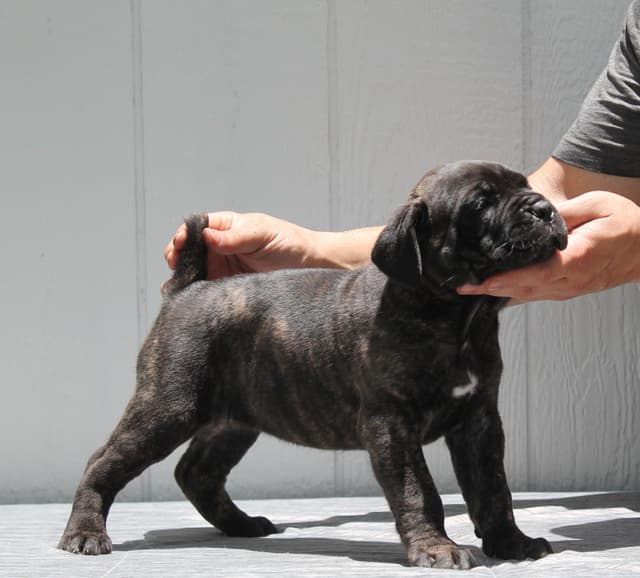 Cane Corso Puppies media 16