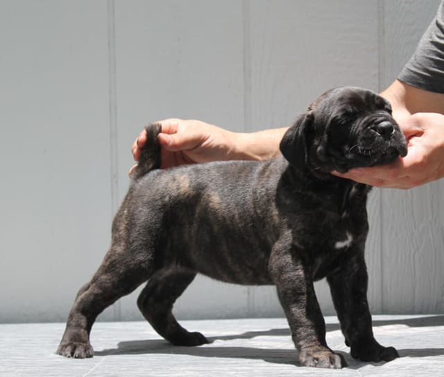 Cane Corso Puppies media 17