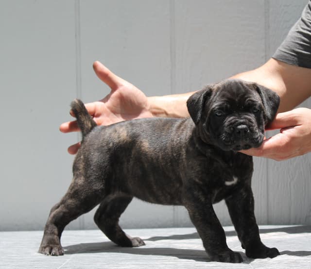 Cane Corso Puppies media 18