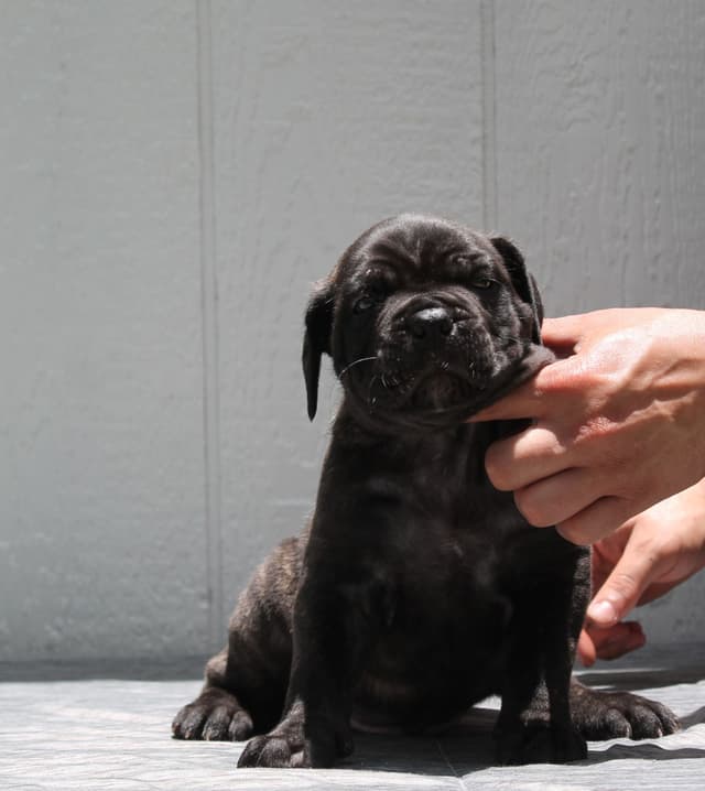Cane Corso Puppies media 19
