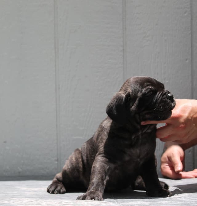 Cane Corso Puppies media 20