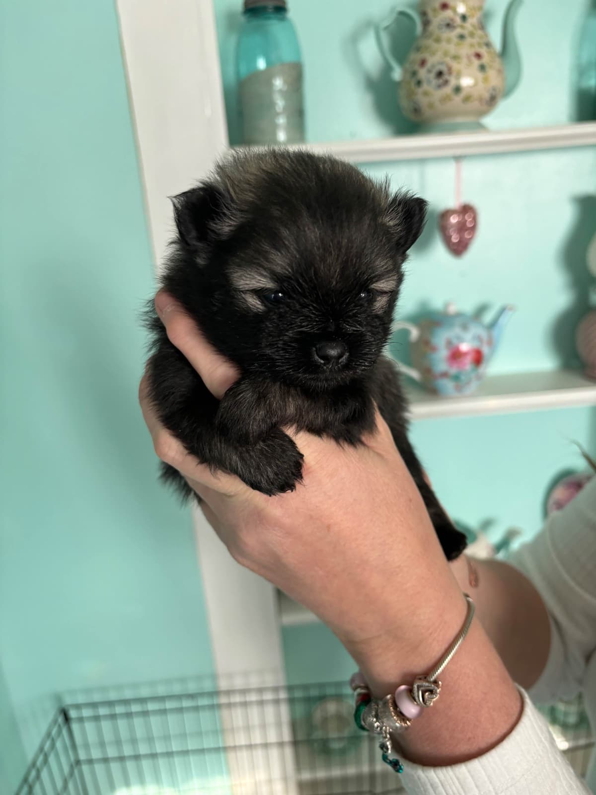 Pomeranian Puppies breeder image 1