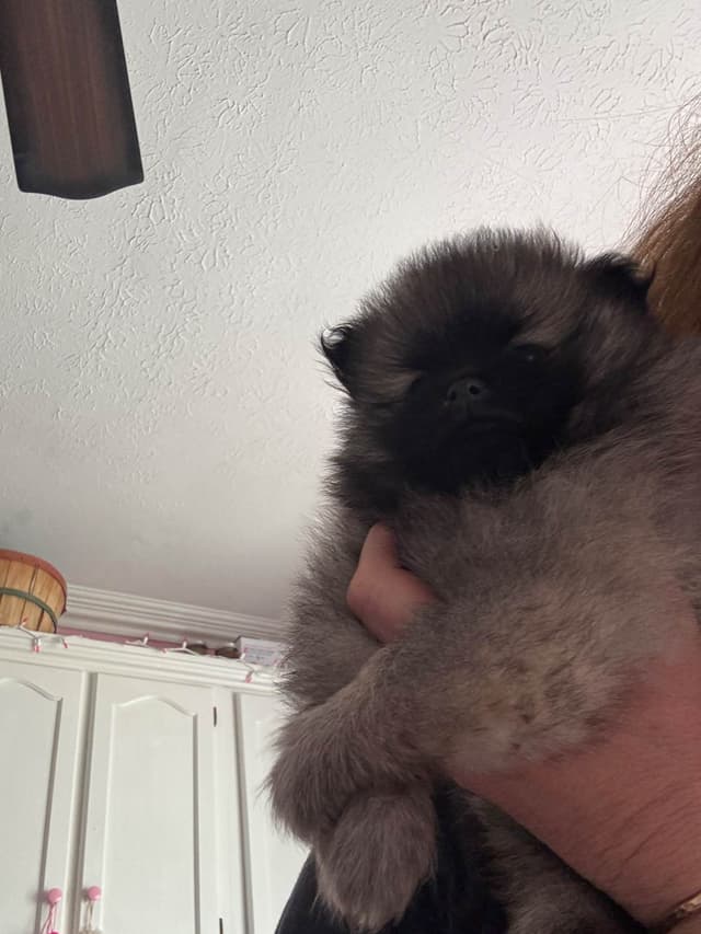 Pomeranian Puppies media 2