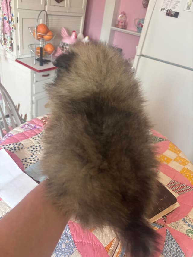 Pomeranian Puppies media 3