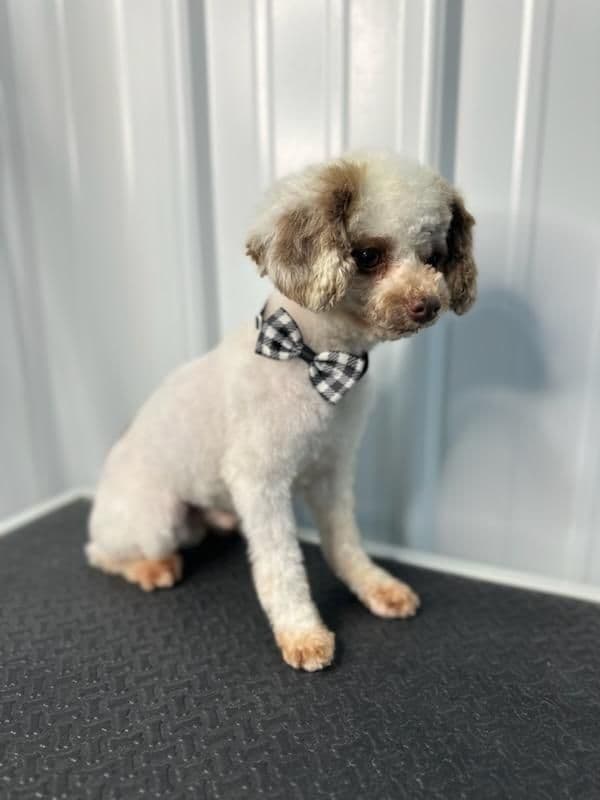 Poodle Puppies breeder image 1