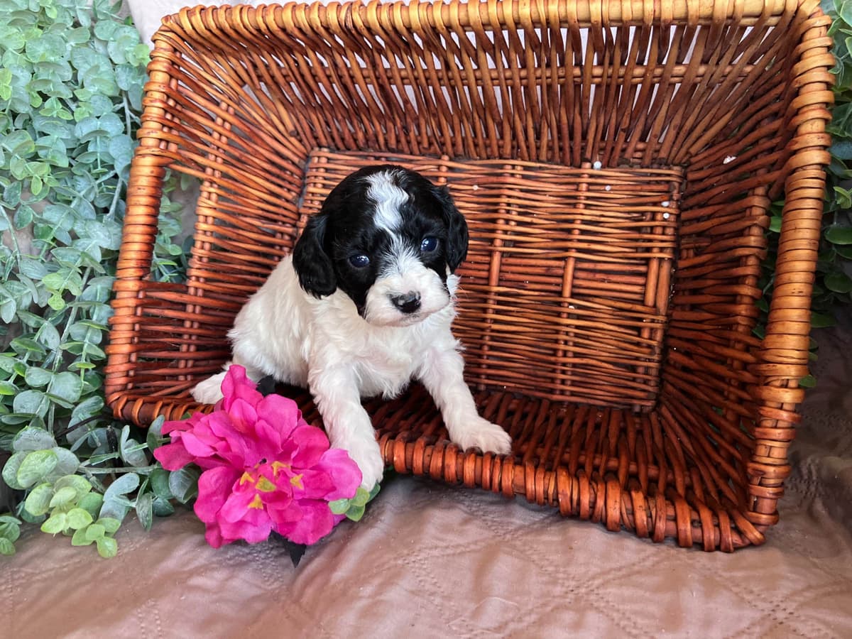Poodle Puppies breeder image 2