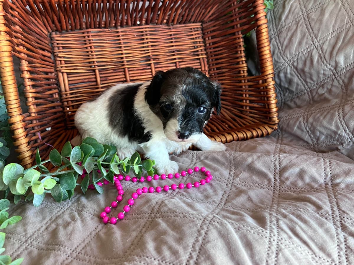 Poodle Puppies breeder image 3