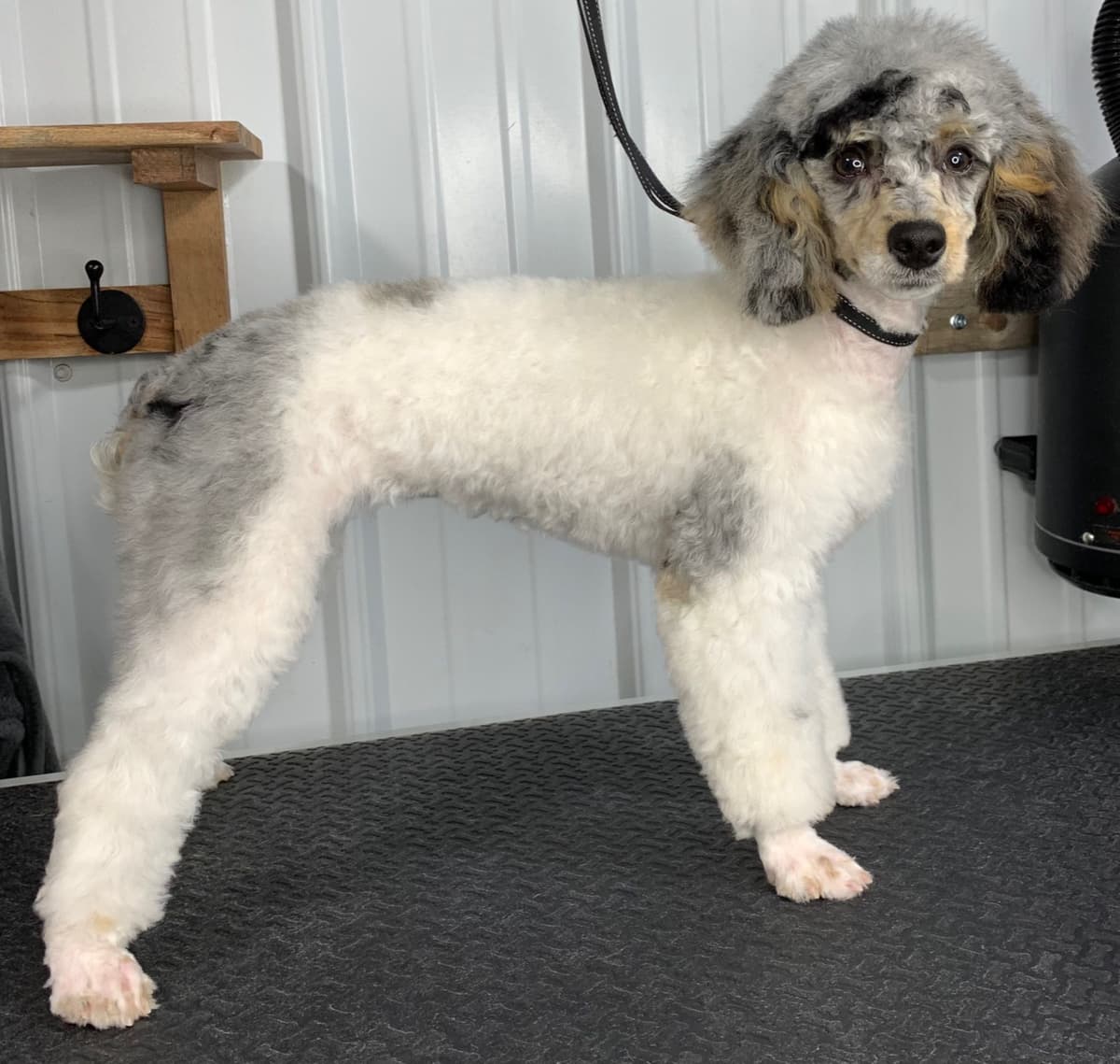 Poodle Puppies breeder image 4