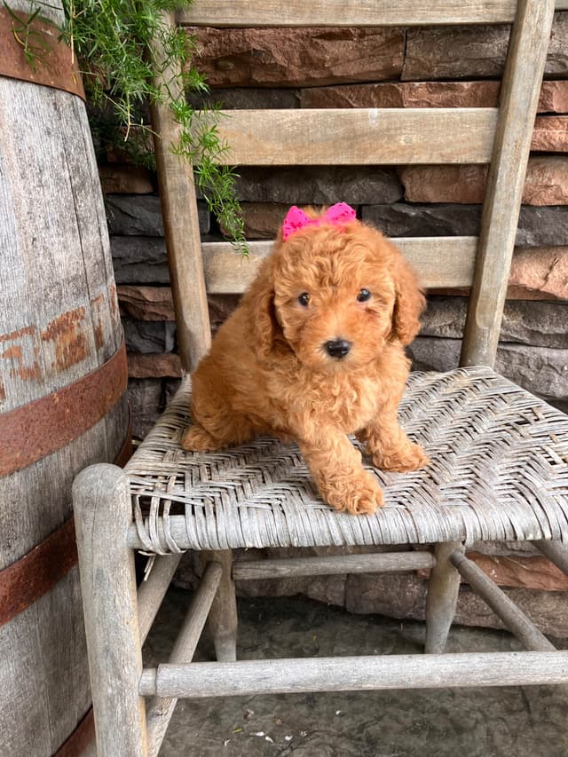 Poodle Puppies media 2