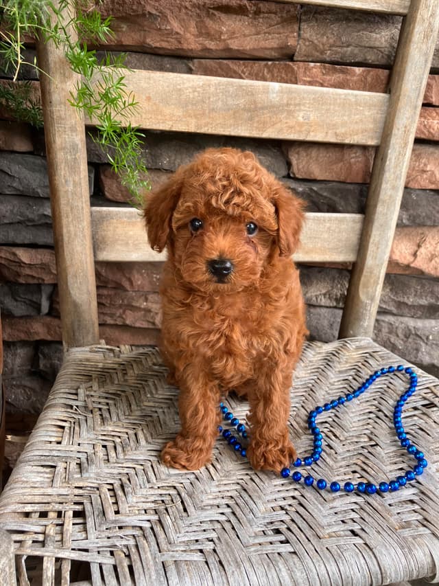 Poodle Puppies media 3