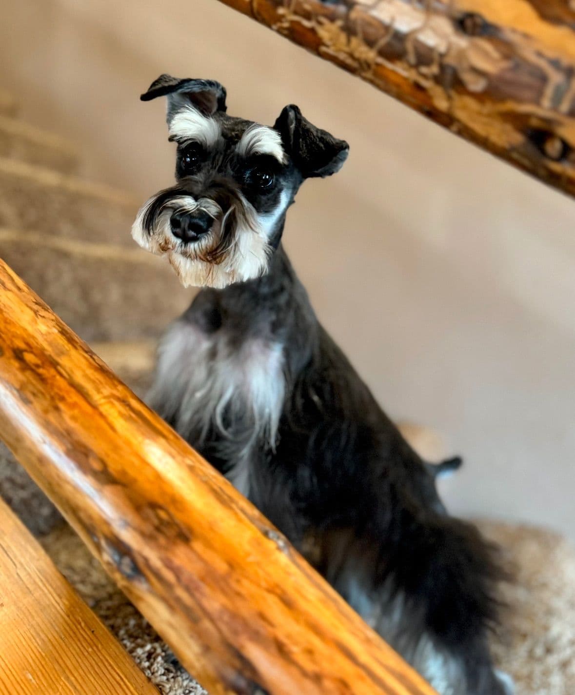 Miniature Schnauzer Puppy! breeder image 1