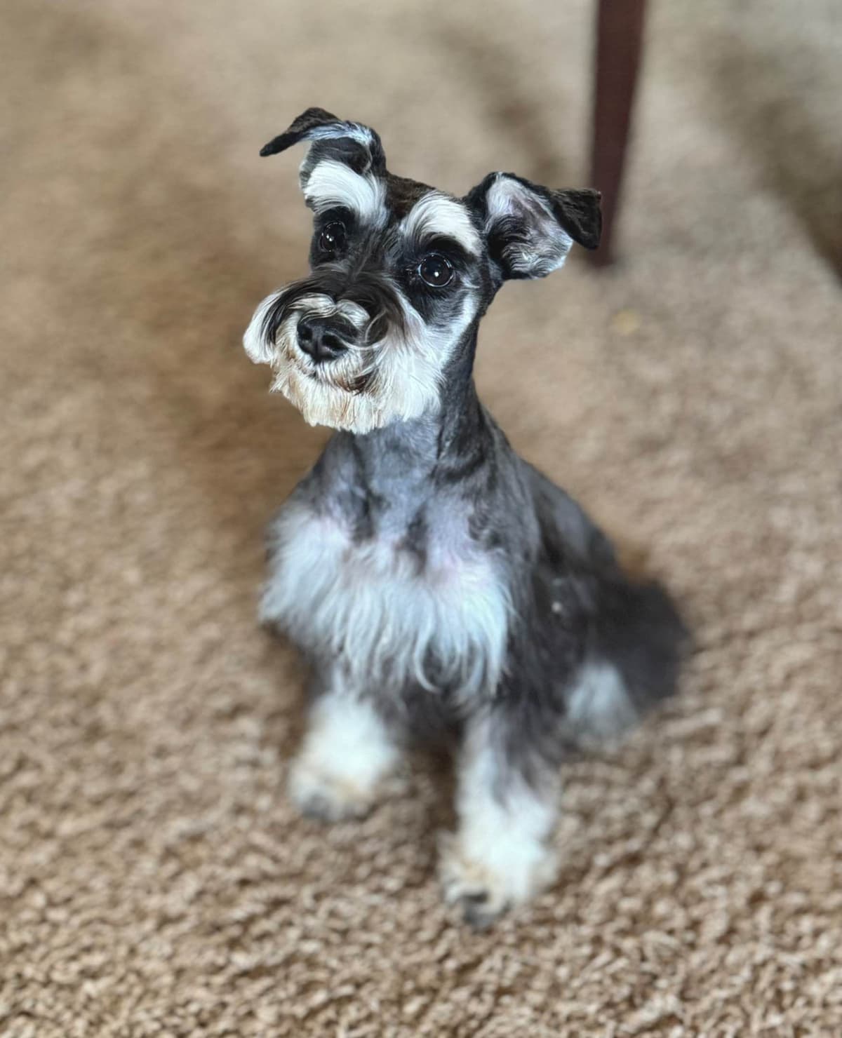 Miniature Schnauzer Puppy! breeder image 3