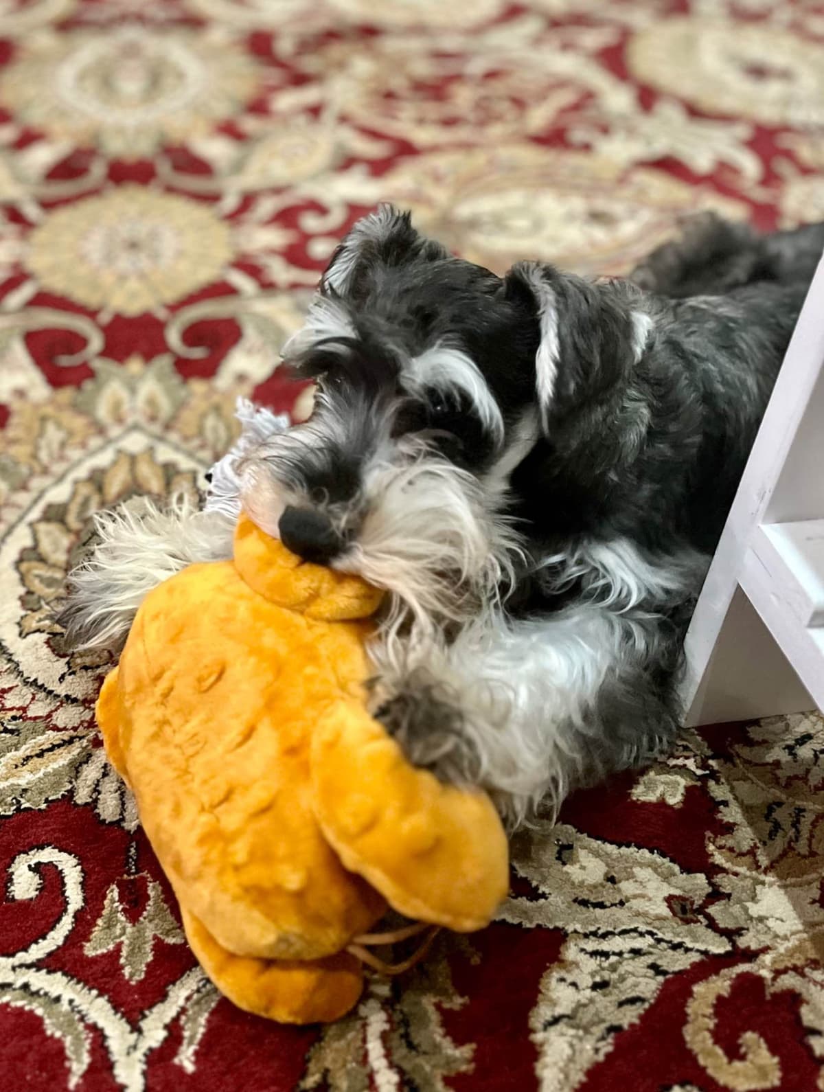 Miniature Schnauzer Puppy! breeder image 4