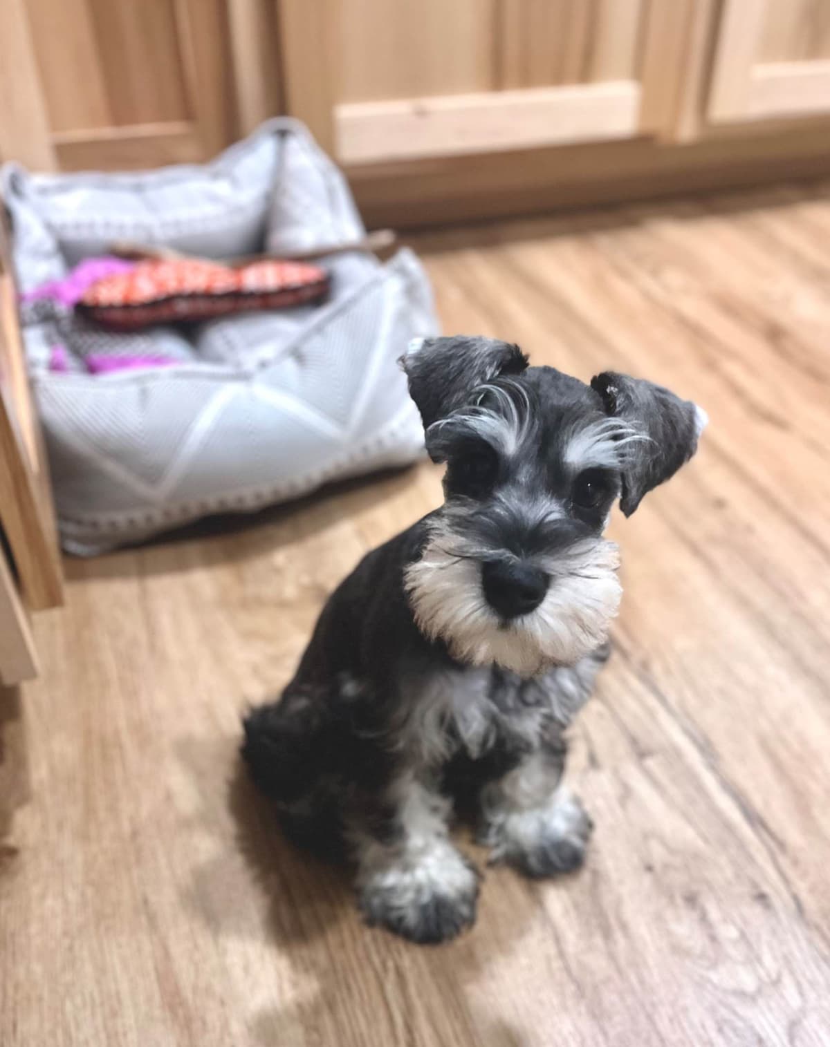 Miniature Schnauzer Puppy! breeder image 5