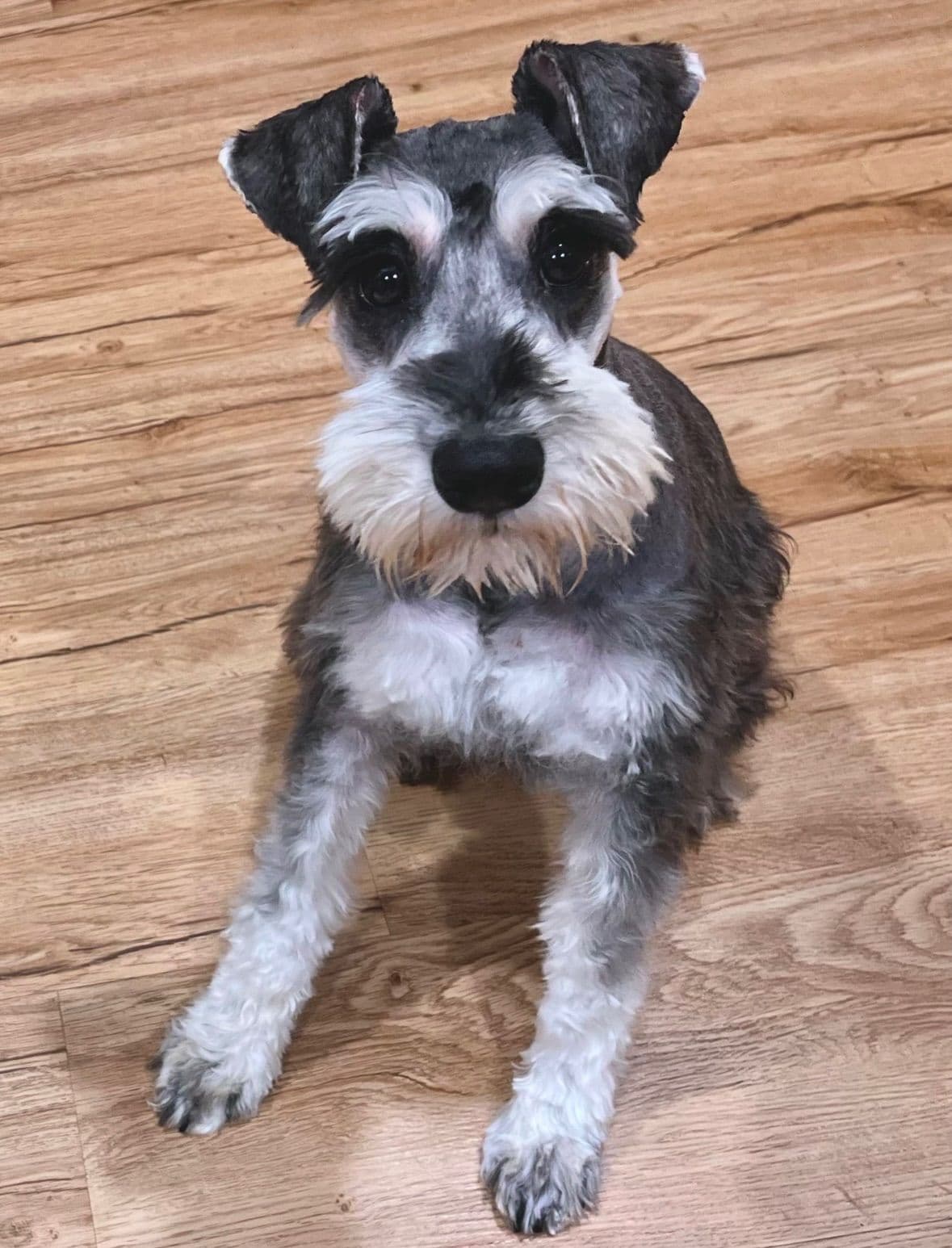 Miniature Schnauzer Puppy! breeder image 6