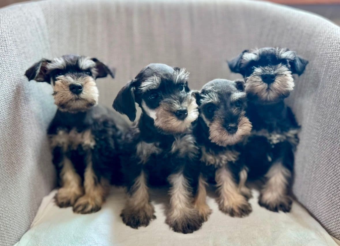 Miniature Schnauzer Puppy! breeder image 7